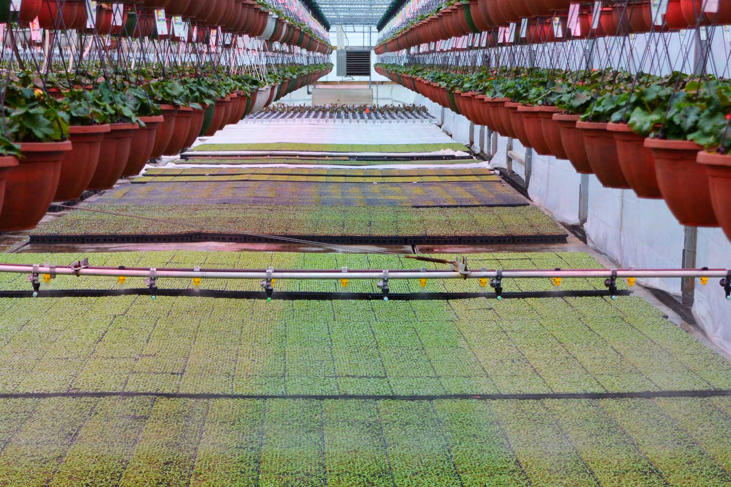 Gertens Wholesale Annuals - Dock 9