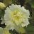ALCEA ROS SPRING CELEB LEMON #1
