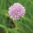 ALLIUM SCHOENOPRASUM #1 CHIVE