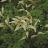 ARUNCUS AET DWF GOATS BEARD #1