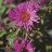 ASTER NOV VIBRANT DOME #1