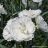 DIANTHUS CONSTANT BEAUT WHITE #1