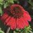 ECHINACEA SOMBREROBAJABURGUNDY#1