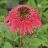 ECHINACEA DBL S RASPBERRY #1