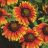 GAILLARDIA GRA MESA BRTBICOLOR#1