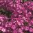 PHLOX PAN EARLY START PURPLE #1