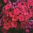 PHLOX PAN FLAME RED #1