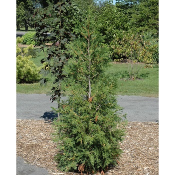 THUJA OCC AMERICAN PILLAR #3 R3