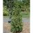 THUJA OCC AMERICAN PILLAR #3 R3