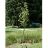 ACER RUB ARMSTRONG GOLD 3"BB