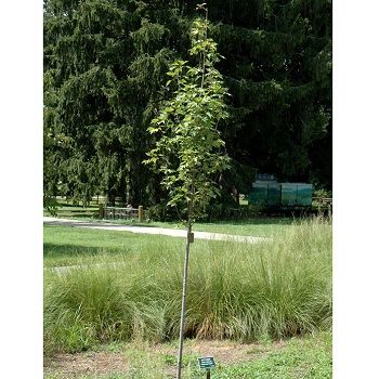 ACER RUB ARMSTRONG GOLD 3"BB