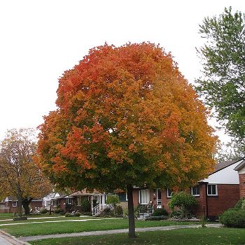 ACER RUB AUTUMN RADIANCE 3"BB