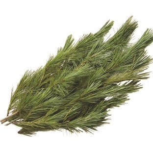 RED PINE BOUGHS BULK PER LB