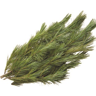 RED PINE 2LB BOUGH