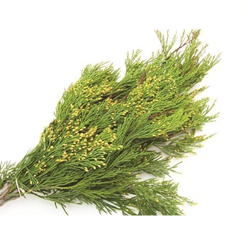 INCENSE CEDAR 2LB BOUGH