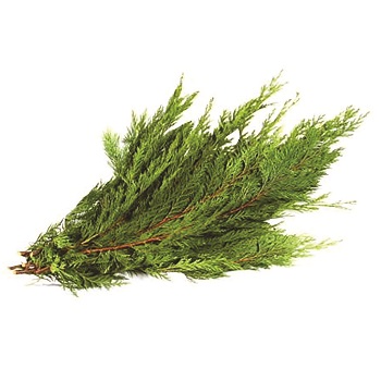 PORT ORFORD CEDAR 2LB BOUGH