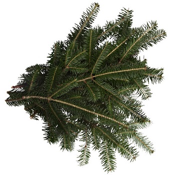 FRASIER FIR BOUGHS BULK PER LB