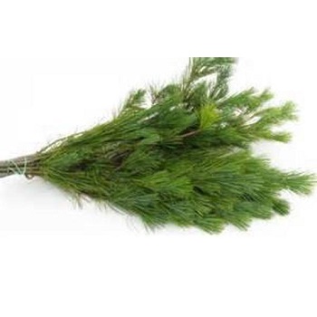 WHITE PINE BOUGHS BULK PER LB