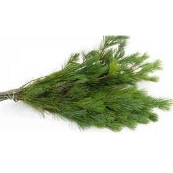 WHITE PINE 2LB BOUGH