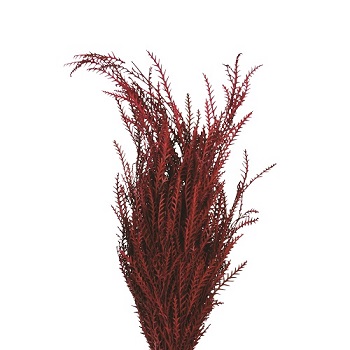 GREVILLEA IVANHOE RED 2LB BOUGH