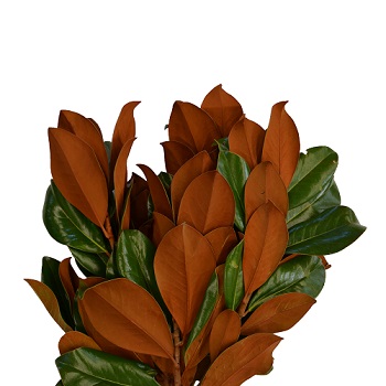 MAGNOLIA BUNCH 2LB BOUGH