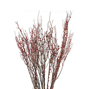 RED HUCKLEBERRY 2LB BOUGH