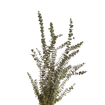 BABY EUCALYPTUS NATURAL 2LB BOUGH