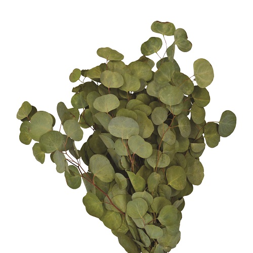 SILVER DOLLAR EUCALYPTUS 2LB BOUGH