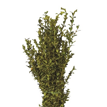 OREGONIA 2LB BOUGH