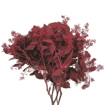 SEEDED EUCALYPTUS RED 2LB BOUGH