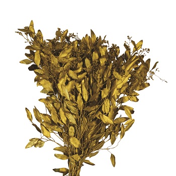 SEEDED EUCALYPTUS GOLD 2LB BOUGH