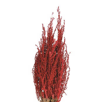 SILVER SAGE RED TINT 3' (10/BUNDLE)
