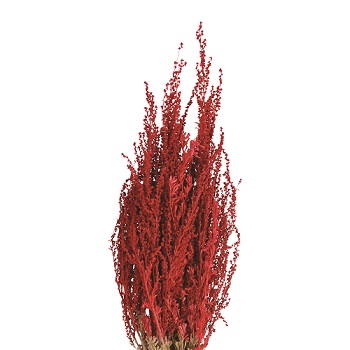 SILVER SAGE RED TINT 3' (10/BUNDLE)