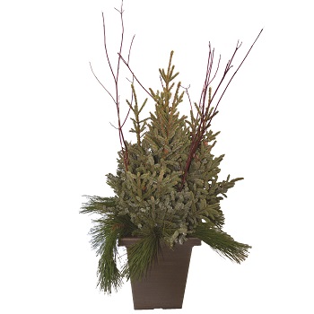 DOOR STEP CHARMER SPRUCE TIP POT - SQUARE