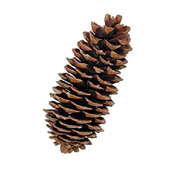 C-PINE CONE LARGE SUGAR