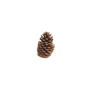 BULK PINE CONE NATURAL