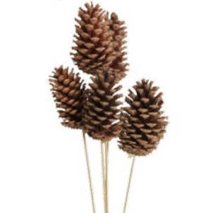 PINE CONE 10-15CM NAT BULK 50/CS