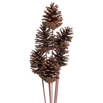 PINE CONE MD STEM NAT BULK 90/CS