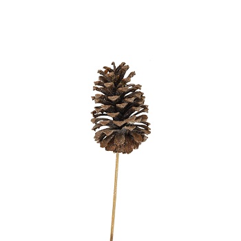 PINE CONES 10-15CM FR BLK 50/CS