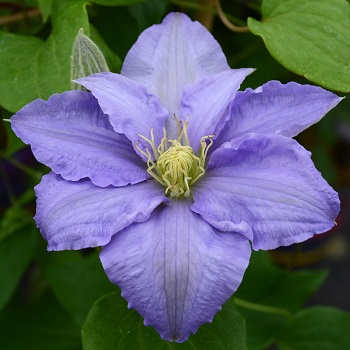 CLEMATIS BLVD SACHA #2 MAU/BL