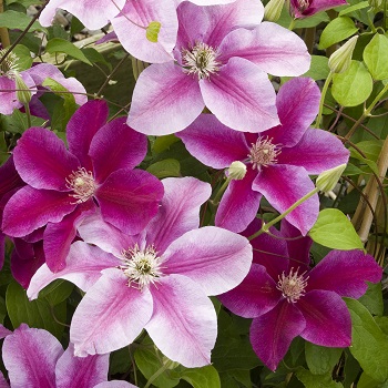 CLEMATIS JACKMANII SUPERBA #1/7"
