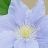 CLEMATIS BLVD SAMARITAN JOE #2