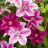 CLEMATIS JACKMANII SUPERBA #1/7"