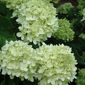 HYDRA PAN LITTLE LIME #3PW