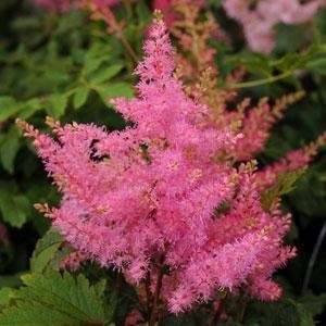 ASTILBE YOUNIQUE PINK #1