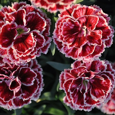 DIANTHUS CONSTANT CR BURGUNDY #1
