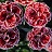 DIANTHUS CONSTANT CR BURGUNDY #1