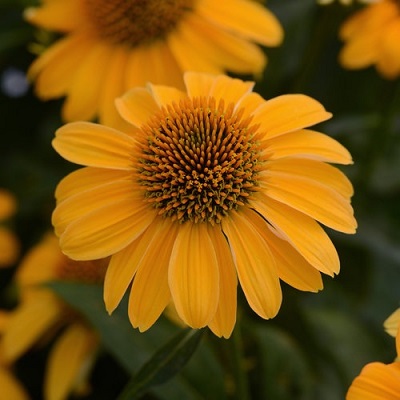 ECHINACEA SOMBRERO GRANDA GOLD#1