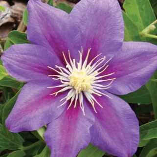 CLEMATIS BARBARA JACKMAN#1/7"PUR