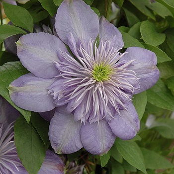 CLEMATIS BLUE LIGHT #1/7"BLUEVIO